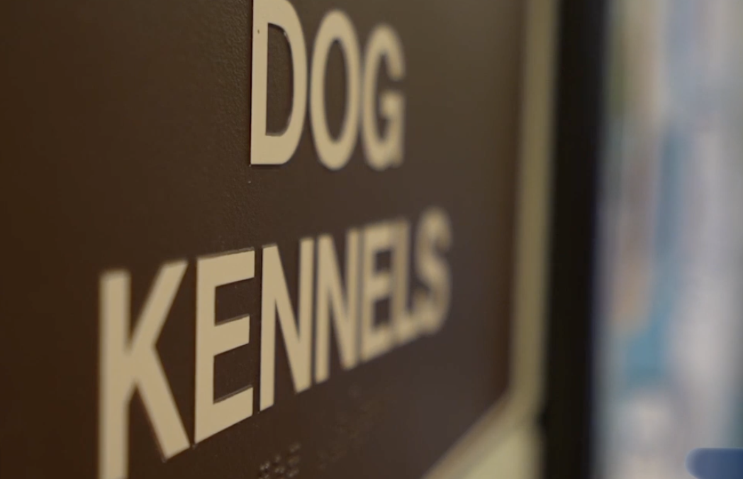 Palm Desert Lanza Programa de Vales para Esterilización de Mascotas y Prohíbe Crianza Ilegal