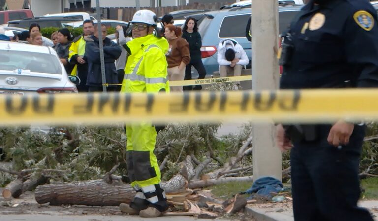 Muerte Trágica en Nochebuena: Árbol Caído Cobró Vida en San Diego