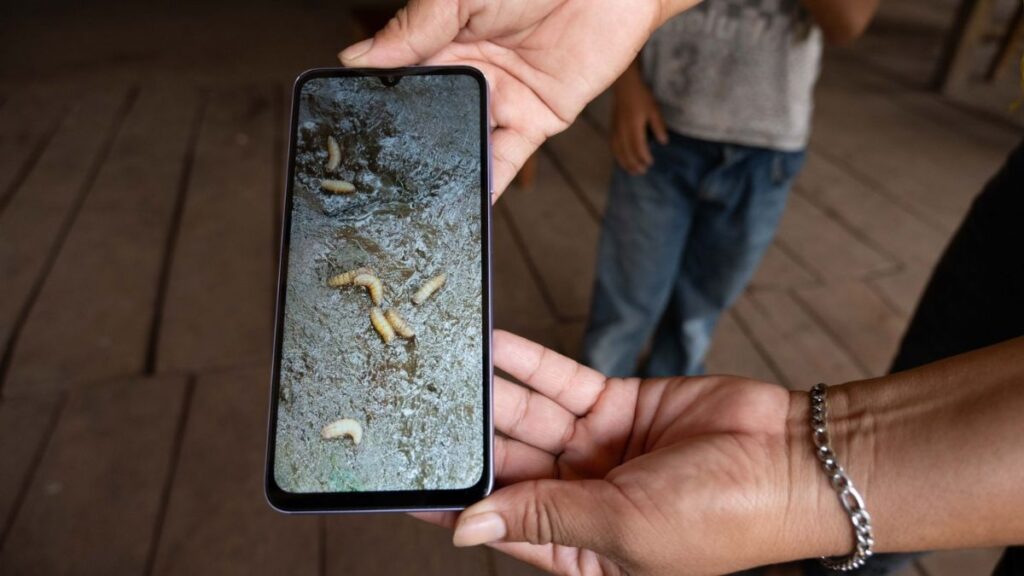 Alerta por Primer Caso de Gusano Barrenador en Ganado de Edomex: Fase Preventiva Activa