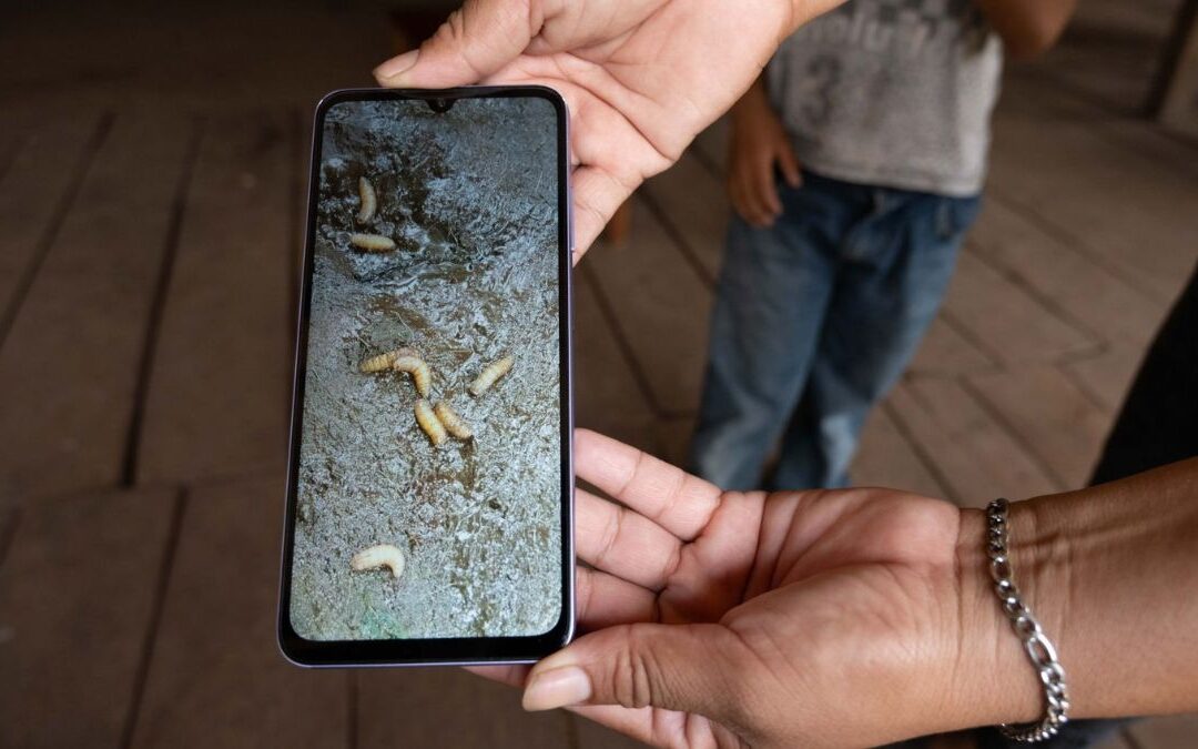 Alerta por Primer Caso de Gusano Barrenador en Ganado de Edomex: Fase Preventiva Activa