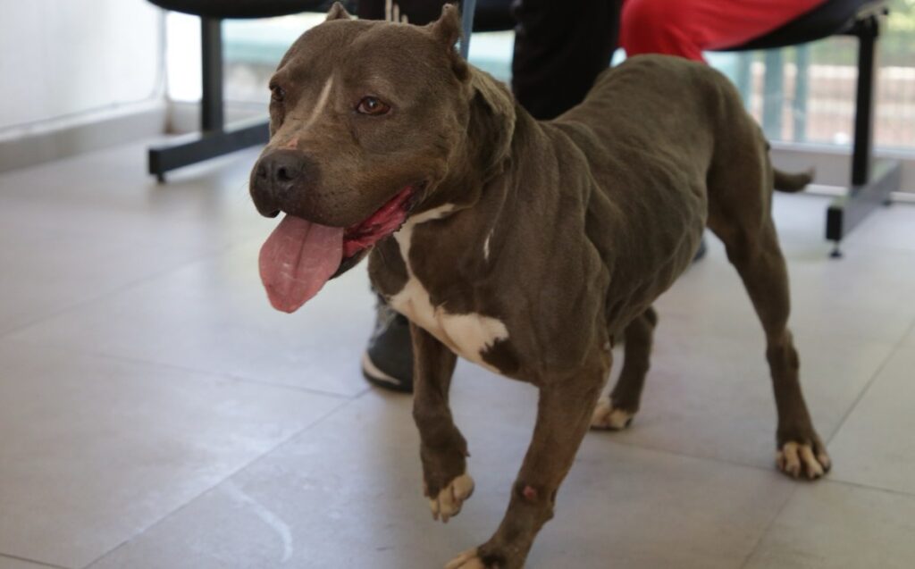 Guadalajara Aumenta a 133 las Adopciones de Mascotas Rescatadas en el Último Año