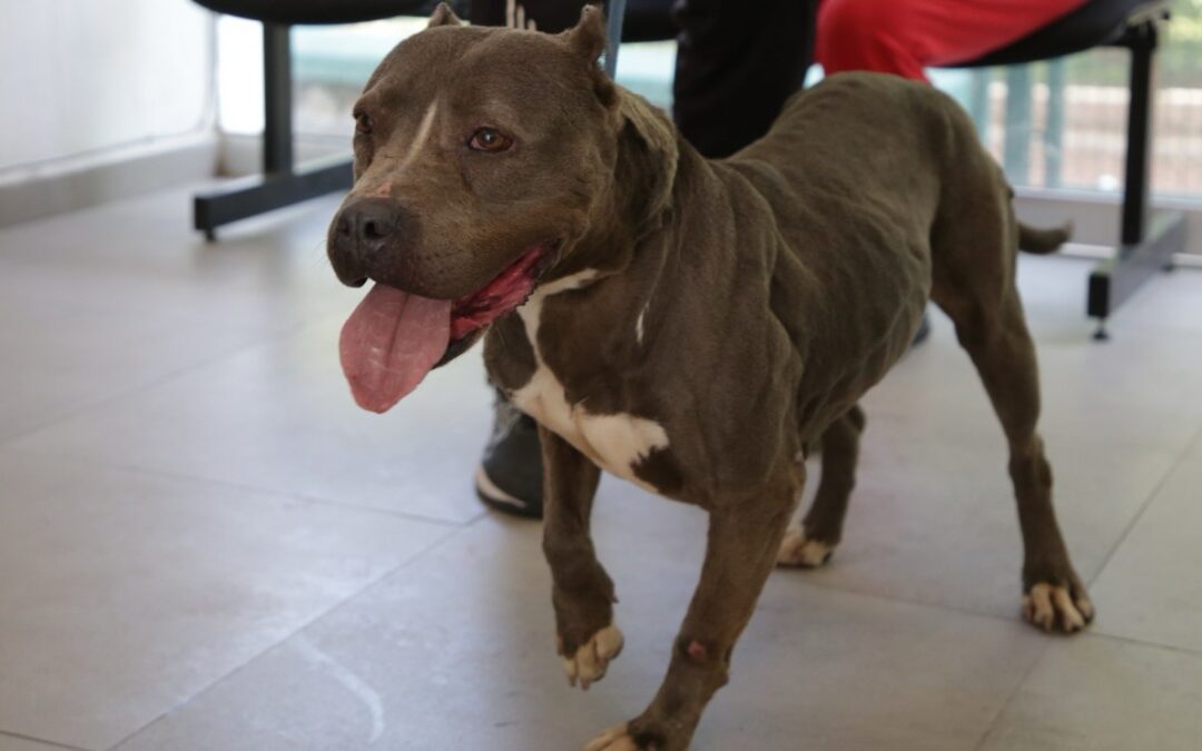 Guadalajara Aumenta a 133 las Adopciones de Mascotas Rescatadas en el Último Año