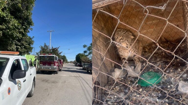 Gato Montés Provoca Alerta en Sistemas de Emergencia en San Pedro