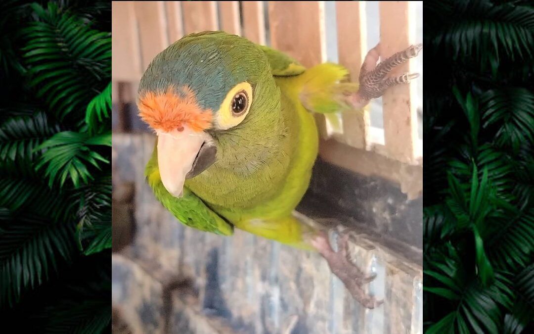 Operativo en Michoacán: Weekend de Día de Reyes con Más de 40 Animales Exóticos Asegurados