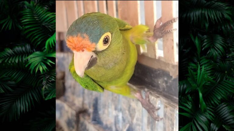 Operativo en Michoacán: Weekend de Día de Reyes con Más de 40 Animales Exóticos Asegurados