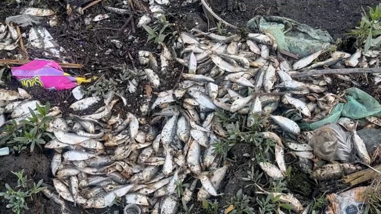 Peces muertos en la presa Abelardo L. Rodríguez: Alerta por contaminación en Tijuana