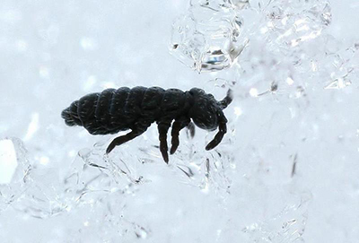 Descubre las Pulgas de Nieve: Los Insectos Invernales que Sorprenden en Colorado