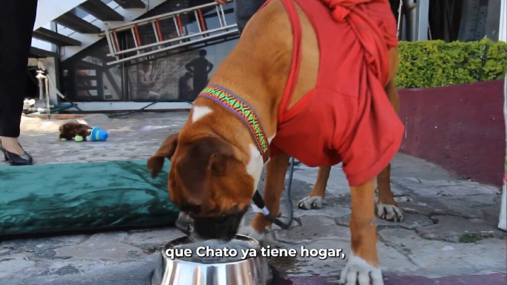 Chato, el bóxer de RUTA Puebla, encuentra una familia en la Secretaría de Movilidad