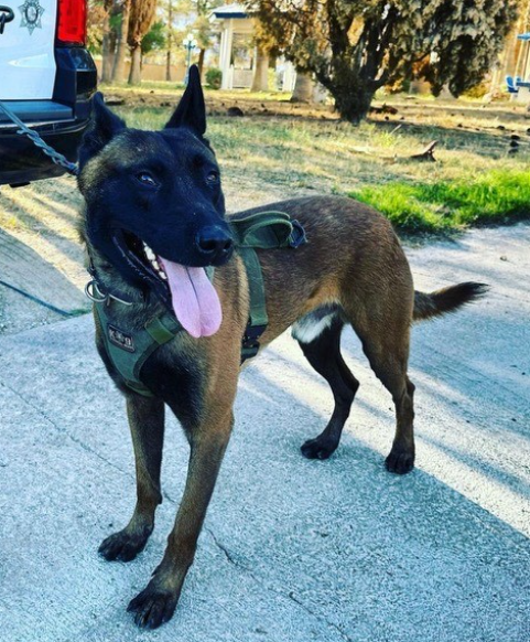 Perros Policías K9 Reciben Apoyo Vital del Hospital Veterinario Sierra
